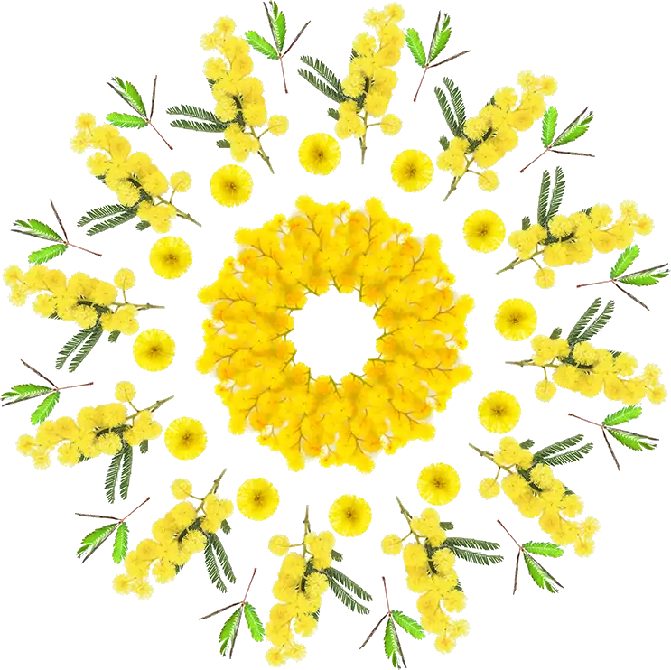 gamme mimosa